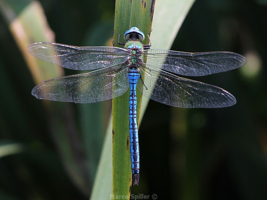 Anax imperator